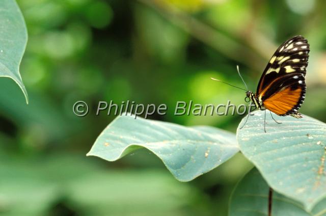 heliconius hecale.JPG - Heliconius hecaleLepidopteraNymphalidae, HeliconiinaeSerre à papillons, France